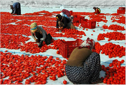 sortin_tomatoes.jpg